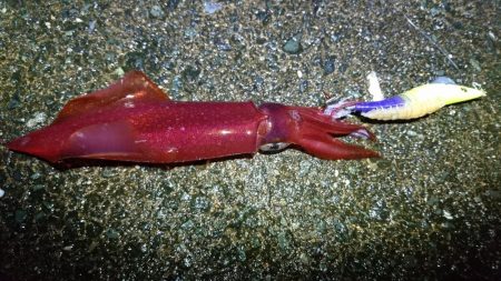 ケンサキエギング、居残りアオリはバラシ。