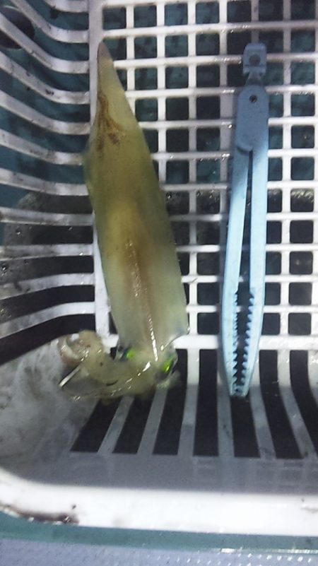 サイズも数も⤵