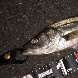 円山川シーバス