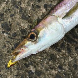 灼熱デイカマス