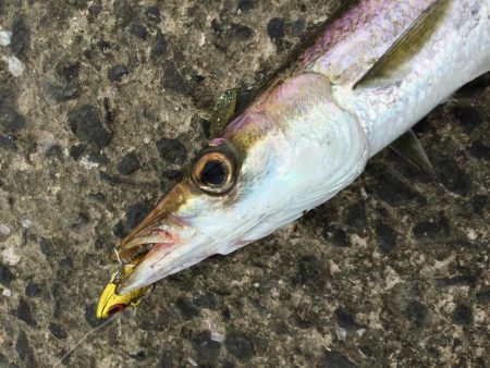 灼熱デイカマス