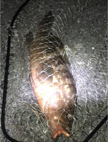 キジハタ、マゴチ狙い