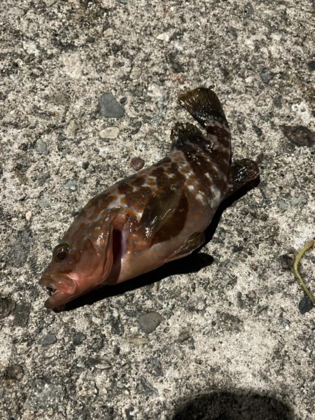 アジの泳がせ釣り