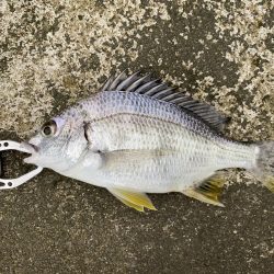 チニングでまさかの