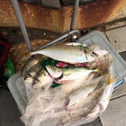 マリーナの尺アジ