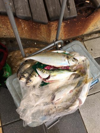 マリーナの尺アジ