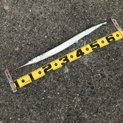 日の出から西宮ケーソンでショアジギ!