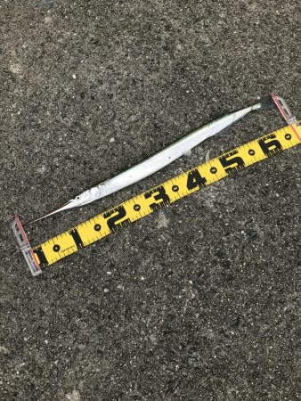 日の出から西宮ケーソンでショアジギ!