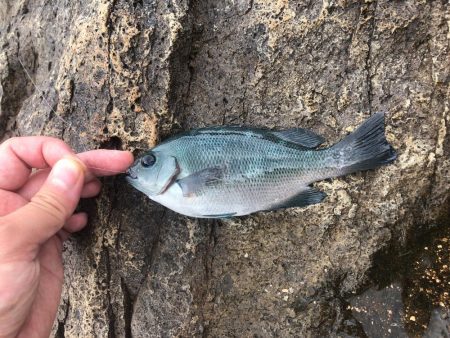 現地調達の蟹でも釣れた