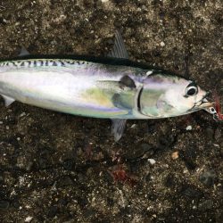 マイホーム千田