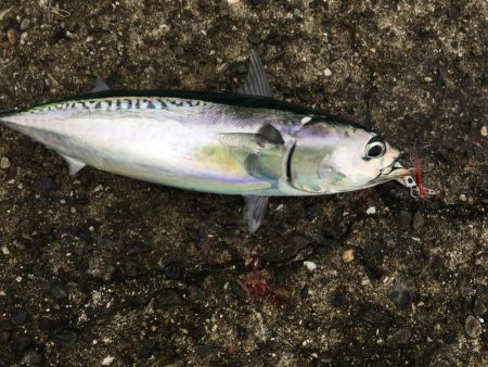 マイホーム千田