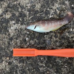 爆風なため五目釣り