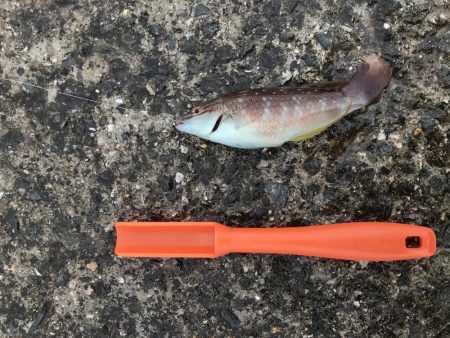 爆風なため五目釣り