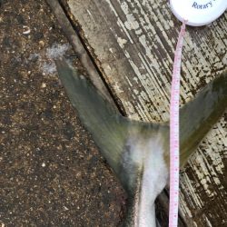 神戸空港メジロ