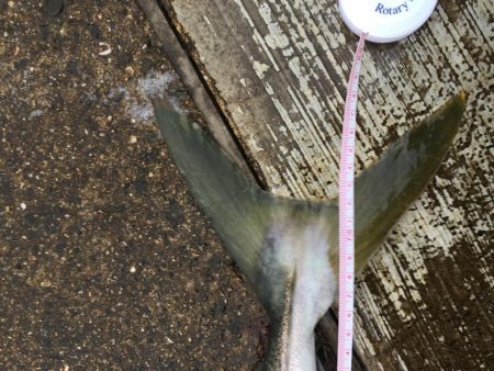 神戸空港メジロ