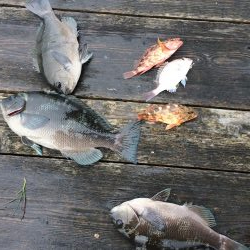 カタタのイカダ釣り