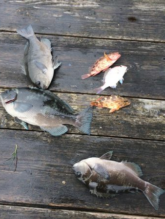 カタタのイカダ釣り