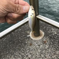 おせんの猛攻その2