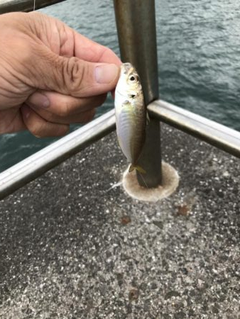 おせんの猛攻その2