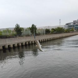 雨の前にサバ釣り