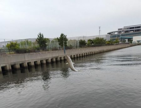 雨の前にサバ釣り