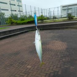 今日もサバは元気でした。