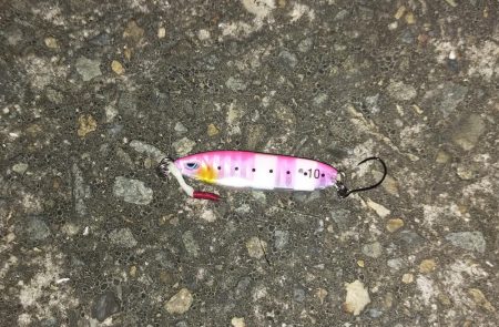 ボラが沸いてます