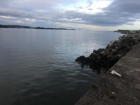 アジ16匹、ツバス1匹、コサバ11匹、チャリコ1匹