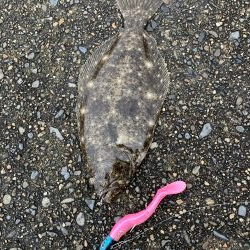 ヒラメ始めました