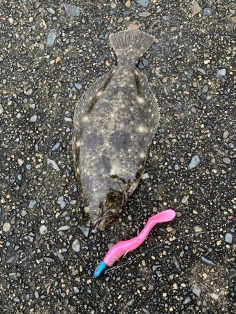 ヒラメ始めました