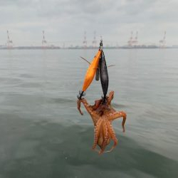 少しはタコが入ってきた感じ