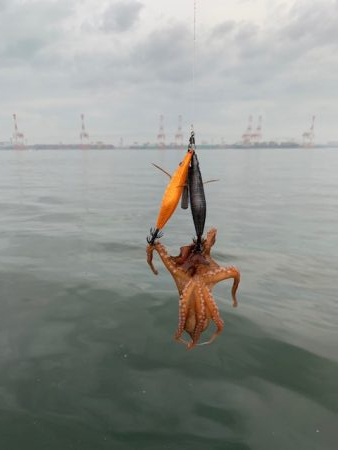 少しはタコが入ってきた感じ