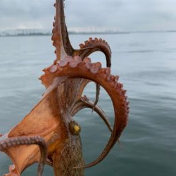 かもめ好調　コスモは、、、