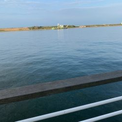 舞洲、タコ状況