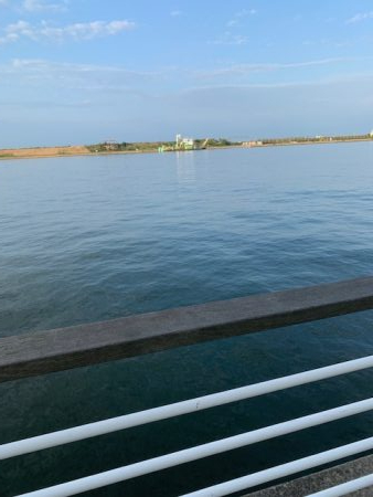 舞洲、タコ状況