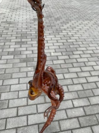 コスモのタコ　渋いけど　10杯