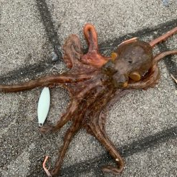 タコ　いることはいる