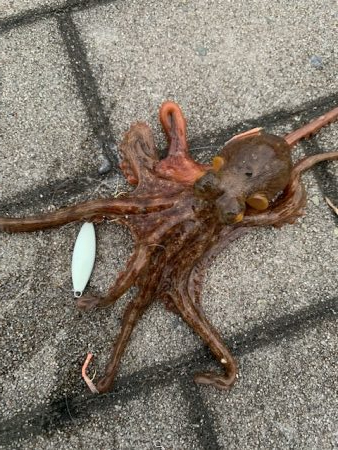 タコ　いることはいる