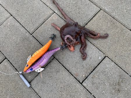 大雨の後は、、、