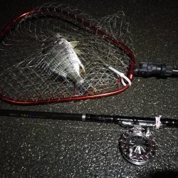 （2020/07/1 南港ヘチ釣り　キビレチヌ 31cm 釣果有り）