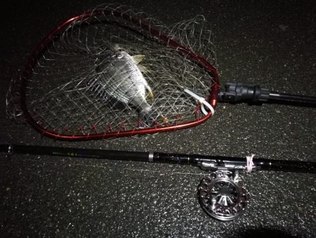 （2020/07/1 南港ヘチ釣り　キビレチヌ 31cm 釣果有り）