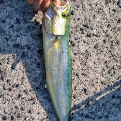 ショアジギで三目釣り