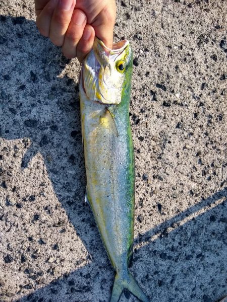 ショアジギで三目釣り