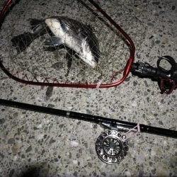 (2020/07/2 南港ヘチ釣り 真チヌ 41cm、キビレチヌ 42cm 釣果有り)