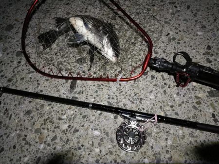 (2020/07/2 南港ヘチ釣り 真チヌ 41cm、キビレチヌ 42cm 釣果有り)