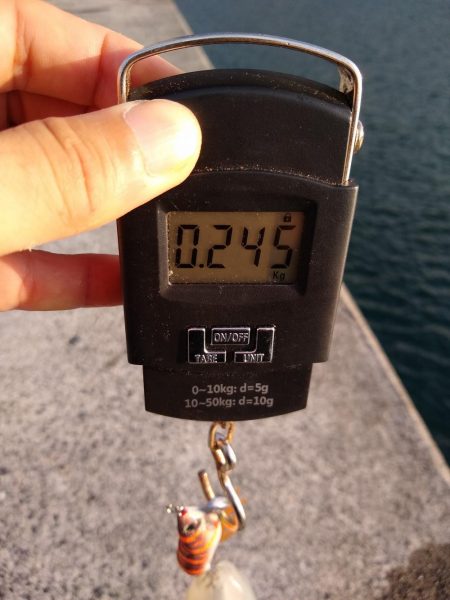 もう大きいのはいないかな？