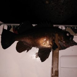 20upメバル入れ食い