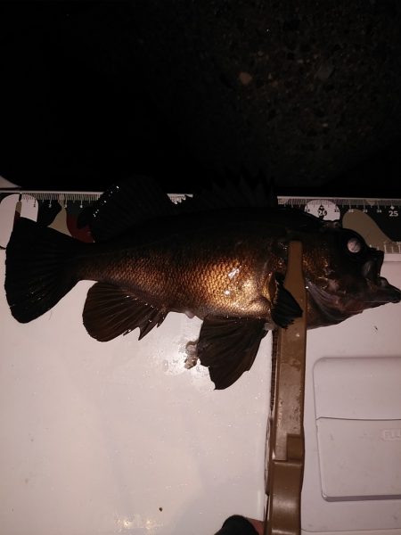 20upメバル入れ食い