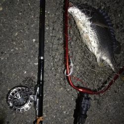 (2020/07/5 南港ヘチ釣り キビレチヌ 41cm、40cm~ 真チヌ 釣果有り)