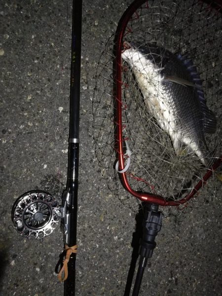 (2020/07/5 南港ヘチ釣り キビレチヌ 41cm、40cm~ 真チヌ 釣果有り)